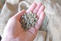 コーヒー生豆の品質を見極める確かな目